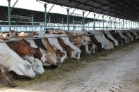 Đua nhập bò Úc giá bèo 3USD/kg về vỗ béo bán thu siêu lợi nhuận
